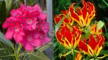 4 loại cây ‘hại người’, trong trong nhà làm tiền của tiêu tán