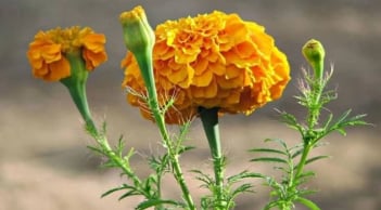 Cẩn trọng khi chọn 5 loài hoa dâng bàn thờ: Kẻo rước họa, mất lộc, vận khí tiêu tan