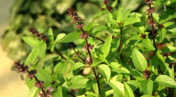 Cách trồng cây húng quế phong thủy hút tài lộc