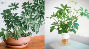 Loại cây hút tài lộc cực mạnh: Trồng một chậu trong nhà, muỗi tránh xa, sức khỏe cải thiện