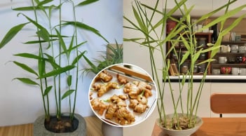 Người thuộc 2 mệnh này nên trồng gừng phong thủy trong nhà, hút tiền tài cực đỉnh