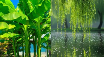  Người xưa nói 3 cây này trồng trước nhà thì hao tài, chuyển ra đúng vị trí này thì lại giúp giữ của cải