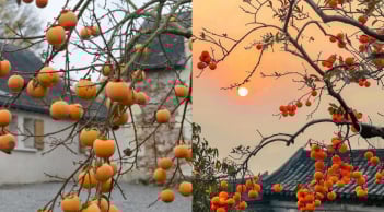 Người xưa nói: Trong sân trồng 3 cây vừa cho quả ngon, cảnh đẹp như vàng như bạc vừa rước phúc lộc vào