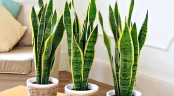 10 cây cảnh lọc không khí được NASA chứng nhận: Tốt cho sức khỏe, mang không gian trong lành vào nhà