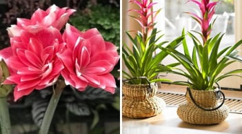 4 cây cảnh mang “vận đỏ” vào nhà: Trồng ngay bây giờ là Tết 2026 rực rỡ, tài lộc đầy nhà