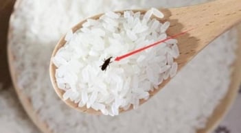Cho thứ này vào thùng gạo, để cả năm mối mọt không dám “bén mảng”: Mẹo dân gian đơn giản, hiệu quả bất ngờ