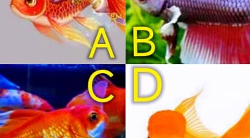 Trắc nghiệm tâm lý: Chọn 1 con cá và xem tài lộc tương lai của bạn thế nào