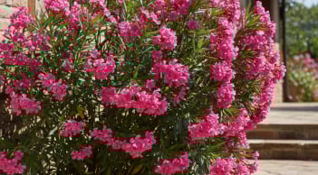 4 loại cây tưởng đẹp nhưng rước xui vào nhà: Cẩn thận tiền bạc ‘bốc hơi’ không hay