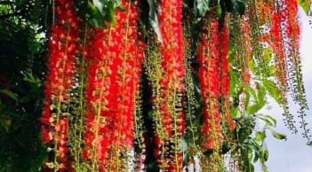 5 cây cảnh phong thủy hợp cả 5 mệnh, trồng trong nhà giúp vượng khí, gia đình hòa hợp giàu có