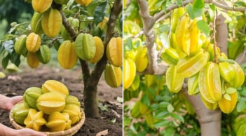 Cách trồng cây khế phong thủy giúp gia chủ đón lộc, Tiền - Tài quanh năm no đủ