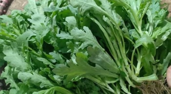 Rau cải cúc - Ăn thường xuyên nhưng bạn có biết 5 tác dụng tuyệt vời này