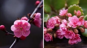 3 tháng sinh âm lịch dũng cảm, táo bạo: Càng khó khăn càng toả sáng