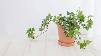 Muốn bình an, may mắn và sức khỏe tốt hãy trồng ngay loại cây này