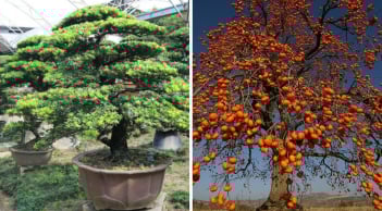 Người xưa truyền lại: Ông bà trồng 4 cây cảnh này trước nhà con cháu hưởng phúc khí 3 đời