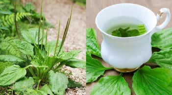 Lấy 5 loại lá dân dã này đun nước uống, vừa mát gan, vừa làm sạch phổi