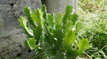 Muốn nhà cửa êm ấm, tránh trồng 4 loại cây này kẻo tiền bạc 'đội nón ra đi'