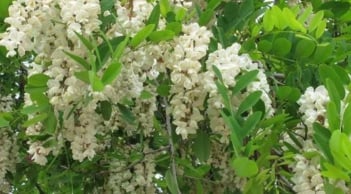 3 loại cây phong thủy giúp giữ lộc cho gia đình – Chặt đi là hối hận cả đời