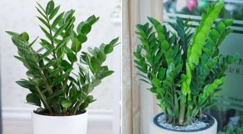 Cây Kim Tiền kỵ với người thuộc 2 mệnh này, cố trồng trong nhà dễ mất lộc