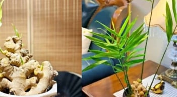 Chậu gừng phong thủy - bí quyết hút vượng khí, thịnh vượng cho gia đình