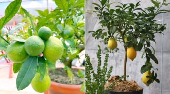 Người thuộc 2 mệnh này trồng cây chanh là Đại Cát Đại Lợi, hút tiền tài cực mạnh