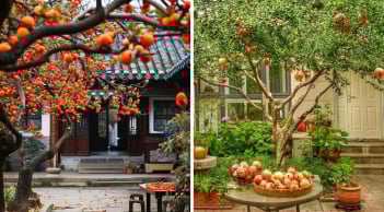 Người xưa nói: 'Phía Đông trồng lựu hốt vàng, phía Tây trồng hồng hốt bạc' quả không sai