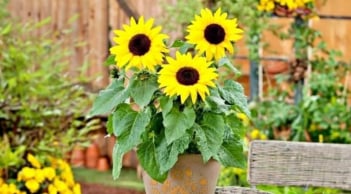 4 loại hoa tuyệt đối không nên đặt trong phòng khách: Rước vào nhà là chặn tài, tán khí, thất lộc