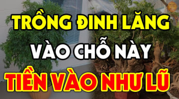 Cây đinh lăng trấn yểm của cải đừng trồng linh tinh: Đây chính là vị trí hút lộc, ai không biết quá đáng tiếc