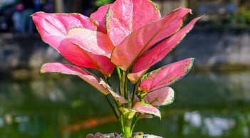 Chọn cây cảnh phong thủy phù hợp theo nghề nghiệp để thúc vượng sự nghiệp. Bạn làm nghề gì?