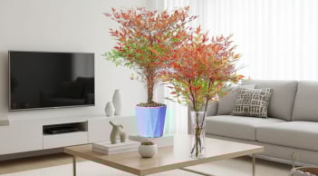 Trồng nam thiên trúc trong nhà: Gia đạo ấm êm, tài khí sáng, vận may tự tìm đến