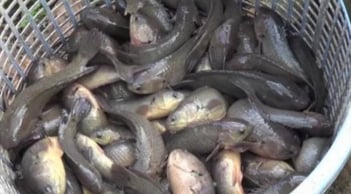 Loại cá đặc sản thịt ngọt “như mì chính” nuôi dày đặc ở Cà Mau, giúp nông dân thu 100 triệu đồng mỗi năm