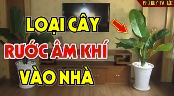 5 cây âm mọc ở quanh nhà hút cạn Phúc -Lộc, chặt bỏ ngay đừng tiếc