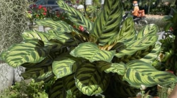 Cây phong thủy “bùa may mắn”: Nên trồng trong nhà để tăng vận khí, hút tài lộc