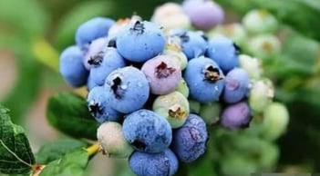 5 thực phẩm vàng giúp não khỏe mạnh: Óc chó chỉ đứng thứ 5, còn vị trí số 1 khiến bạn bất ngờ