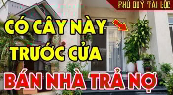 6 vị trí trong nhà cứ đặt cây là hút cạn hết lộc