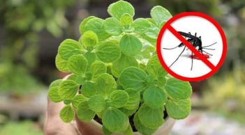 9 loại cây đuổi muỗi lại lọc sạch khí độc trong nhà, là cây gì?