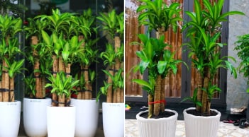 Cây Thiết Mộc Lan hợp với người thuộc 2 mệnh này, trồng trong nhà hút lộc hút tiền của