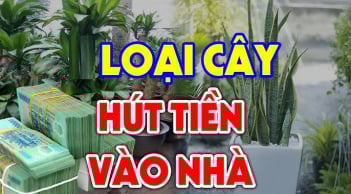 Loại cây Hút Tiền - Giữ Phúc, thấy đừng dại nhổ bỏ đi