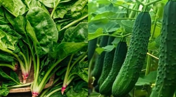 Mùa đông đừng dại mua 4 loại rau này: Nhìn xanh nhưng kém dinh dưỡng, ăn nhiều rước họa vào thân