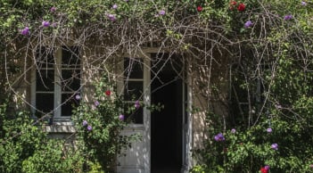 Trồng sai 4 loại cây này trước cửa, tài lộc khó vào, tụ vận xấu