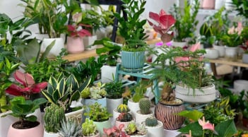 4 loại cây cảnh để bàn Đổi Vận Sự Nghiệp: Cuối 2025 rước Quý Nhân, đầu 2026 tiền vào ào ào