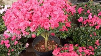 5 loại cây đẹp mê mẩn nhưng tuyệt đối không nên trồng trong nhà dù chỉ 1 chậu