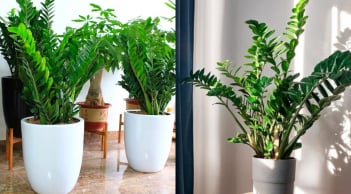 Cây Kim tiền kỵ với người thuộc 2 mệnh này, cố trồng trong nhà dễ tán tài tán lộc