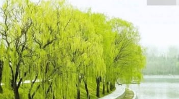 “Nhà có cây Thanh Long” nghĩa là gì? Bí ẩn tục ngữ về tài lộc và giàu có