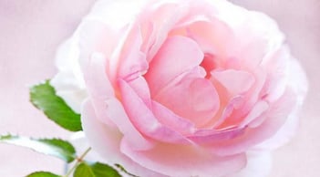 Trắc nghiệm chọn hoa: Khám phá góc khuất tâm hồn của bạn