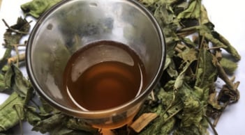 Cách uống lá xạ đen giải độc cơ thể, cực tốt cho gan lại giúp đẹp da, ngủ khỏe