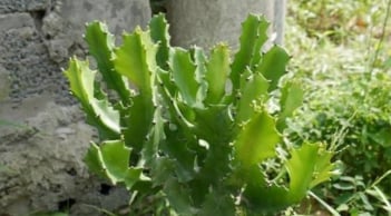 Muốn nhà cửa êm ấm thì đừng trồng 4 loại cây này kẻo tiền bạc “đội nón ra đi”