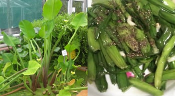 Rau dại miền Tây bất ngờ ‘lên đời’: Mọc bờ mương, giá trăm nghìn vẫn cháy hàng