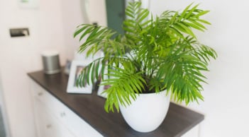 3 cây cảnh phong thủy này không chỉ có ý nghĩa tốt, mà còn thích hợp trồng ở nơi thiếu ánh sáng