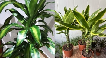 Cây thiết mộc lan Chiêu Tài rước lộc giàu có nhưng 2 mệnh này đại kỵ dễ hụt tài khí