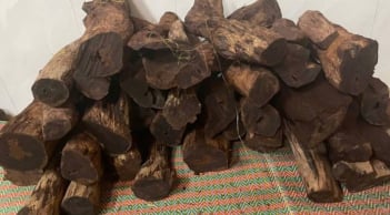 Thương lái ồ ạt thu mua gỗ mán đỉa giá 3 triệu/kg: Kiểm lâm Quảng Trị vào cuộc làm rõ